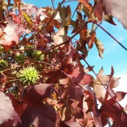 Amberboom (Liquidambar 'Gum Ball') 39 Amberboom (Liquidambar 'Gum Ball') -Tuin Puur Verkoop liquidambargumballherfst01