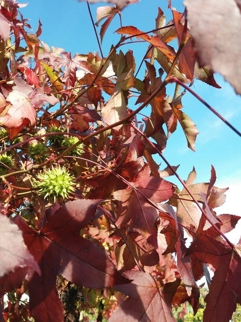 Amberboom (Liquidambar 'Gum Ball') 21 Amberboom (Liquidambar 'Gum Ball') - Afbeelding 19