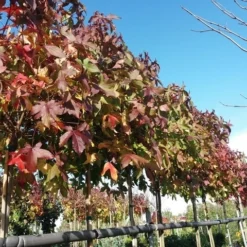 Amberboom (Liquidambar 'Gum Ball') 38 Amberboom (Liquidambar 'Gum Ball') -Tuin Puur Verkoop liquidambargumballherfst02