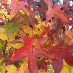 Amberboom (Liquidambar 'Gum Ball') 27 Amberboom (Liquidambar 'Gum Ball') -Tuin Puur Verkoop liquidambargumballherfst04