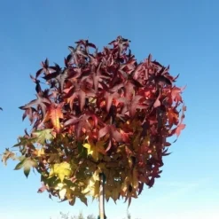 Amberboom (Liquidambar 'Gum Ball') 37 Amberboom (Liquidambar 'Gum Ball') -Tuin Puur Verkoop liquidambargumballherfst05