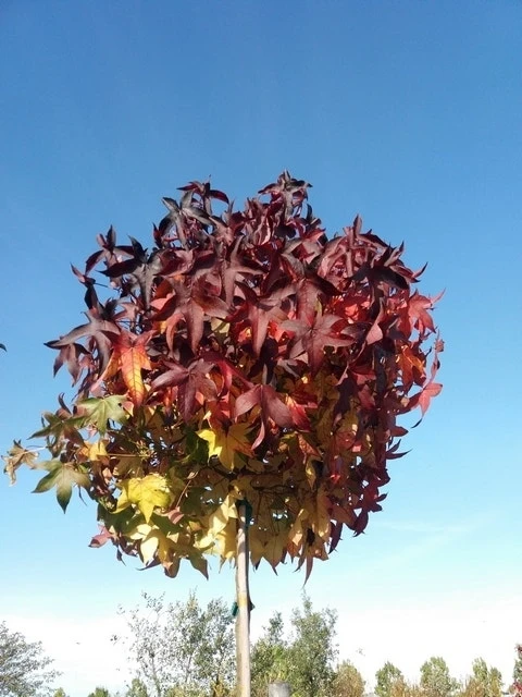 Amberboom (Liquidambar 'Gum Ball') 19 Amberboom (Liquidambar 'Gum Ball') - Afbeelding 17