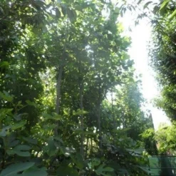 Tulpenboom (Liriodendron Tulipifera) -Tuin Puur Verkoop liriodendron tulipifera 12 14ho cont