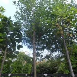 Tulpenboom (Liriodendron Tulipifera) -Tuin Puur Verkoop liriodendron tulipifera 25 30 35ho c500