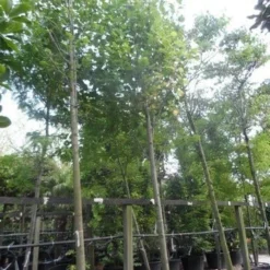 Tulpenboom (Liriodendron Tulipifera) -Tuin Puur Verkoop liriodendron tulipifera 25 30 35ho c500 1