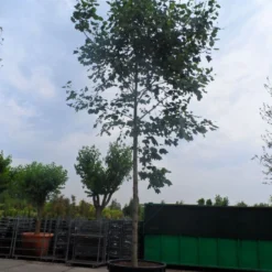 Tulpenboom (Liriodendron Tulipifera) -Tuin Puur Verkoop liriodendron tulipifera 35 45ho c1000