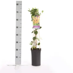 Kamperfoelie (Lonicera Heckrottii 'American Beauty') 5 Kamperfoelie (Lonicera Heckrottii 'American Beauty') -Tuin Puur Verkoop lonicera heckrottii american beauty