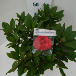 Rhododendron (Rhododendron 'Lord Roberts') 12 Rhododendron (Rhododendron 'Lord Roberts') -Tuin Puur Verkoop lord robert c7.5 boven