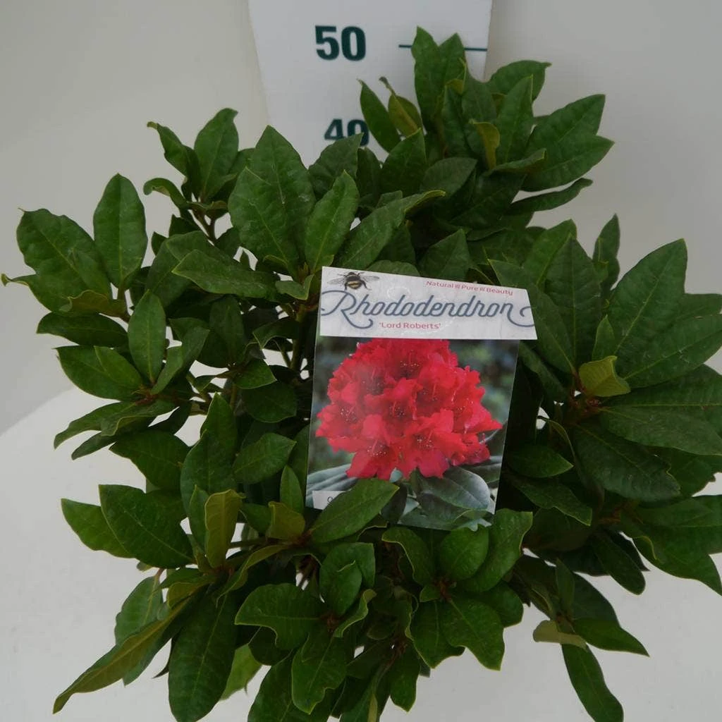 Rhododendron (Rhododendron 'Lord Roberts') 6 Rhododendron (Rhododendron 'Lord Roberts') - Afbeelding 4