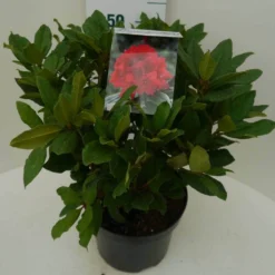 Rhododendron (Rhododendron 'Lord Roberts') 11 Rhododendron (Rhododendron 'Lord Roberts') -Tuin Puur Verkoop lord robert c7.5 zij