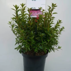 Japanse Azalea (Rhododendron 'Madame Van Hecke') 22 Japanse Azalea (Rhododendron 'Madame Van Hecke') -Tuin Puur Verkoop mad. v. hecke c4 voor