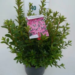 Japanse Azalea (Rhododendron 'Madame Van Hecke') 23 Japanse Azalea (Rhododendron 'Madame Van Hecke') -Tuin Puur Verkoop mad. v. hecke c4 zij