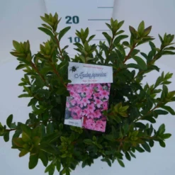 Japanse Azalea (Rhododendron 'Madame Van Hecke') 19 Japanse Azalea (Rhododendron 'Madame Van Hecke') -Tuin Puur Verkoop mad. van hecke c2 boven