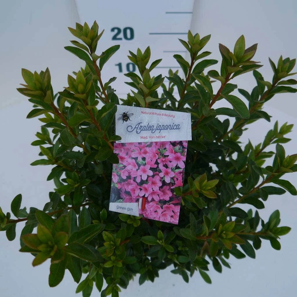Japanse Azalea (Rhododendron 'Madame Van Hecke') 6 Japanse Azalea (Rhododendron 'Madame Van Hecke') - Afbeelding 4
