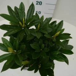 Rhododendron (Rhododendron 'Madame Masson') -Tuin Puur Verkoop madamme masson c2 boven