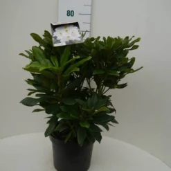 Rhododendron (Rhododendron 'Madame Masson') -Tuin Puur Verkoop madamme masson c7.5 voor