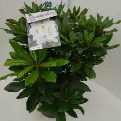 Rhododendron (Rhododendron 'Madame Masson') -Tuin Puur Verkoop madamme masson c7.5 zij