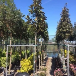 Beverboom (Magnolia Grandiflora 'Gallissoniere') 19 Beverboom (Magnolia Grandiflora 'Gallissoniere') -Tuin Puur Verkoop magnolia grandiflora 10 12