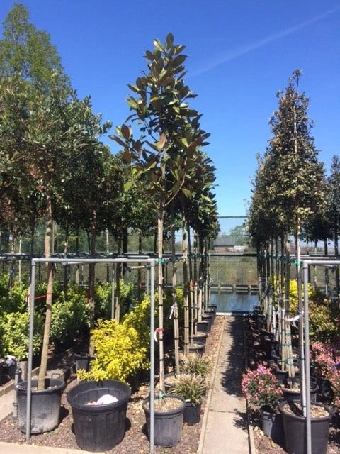 Beverboom (Magnolia Grandiflora 'Gallissoniere') 11 Beverboom (Magnolia Grandiflora 'Gallissoniere') - Afbeelding 9