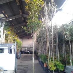 Beverboom (Magnolia Grandiflora 'Gallissoniere') 15 Beverboom (Magnolia Grandiflora 'Gallissoniere') -Tuin Puur Verkoop magnolia grandiflora 1 1