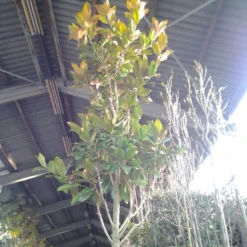 Beverboom (Magnolia Grandiflora 'Gallissoniere') 16 Beverboom (Magnolia Grandiflora 'Gallissoniere') -Tuin Puur Verkoop magnolia grandiflora 2 1