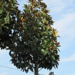 Beverboom (Magnolia Grandiflora 'Gallissoniere') 13 Beverboom (Magnolia Grandiflora 'Gallissoniere') -Tuin Puur Verkoop magnolia grandiflora galissoniere