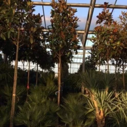 Beverboom (Magnolia Grandiflora 'Gallissoniere') 17 Beverboom (Magnolia Grandiflora 'Gallissoniere') -Tuin Puur Verkoop magnolia grandiflora gallisoniere 16 18ho cont