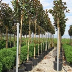 Beverboom (Magnolia Grandiflora 'Gallissoniere') 14 Beverboom (Magnolia Grandiflora 'Gallissoniere') -Tuin Puur Verkoop magnolia grandiflora gallisoniere 8 10 2