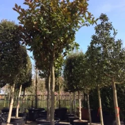 Beverboom (Magnolia Grandiflora 'Gallissoniere') 18 Beverboom (Magnolia Grandiflora 'Gallissoniere') -Tuin Puur Verkoop magnolia grandiflora hoogstam solitair