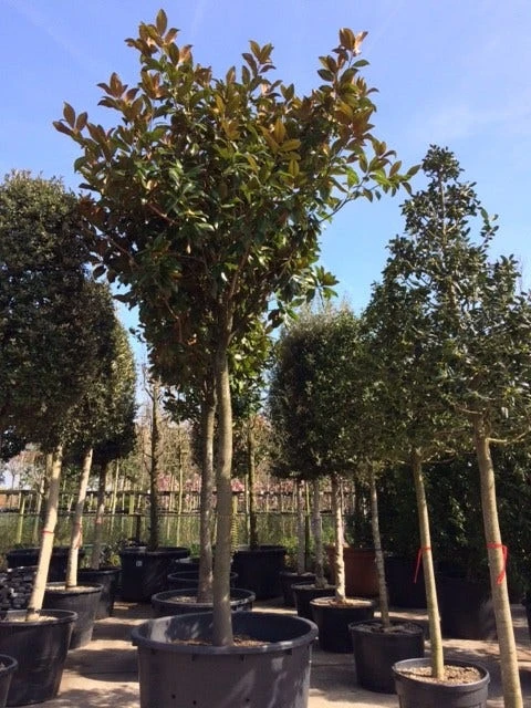 Beverboom (Magnolia Grandiflora 'Gallissoniere') 10 Beverboom (Magnolia Grandiflora 'Gallissoniere') - Afbeelding 8