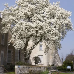 Beverboom (Magnolia Kobus) 13 Beverboom (Magnolia Kobus) -Tuin Puur Verkoop magnolia kobus01
