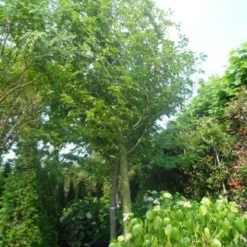 Beverboom (Magnolia Kobus) 18 Beverboom (Magnolia Kobus) -Tuin Puur Verkoop magnolia kobus 150stam c500 35 40 50