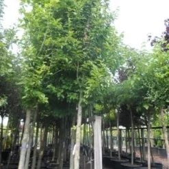 Beverboom (Magnolia Kobus) 19 Beverboom (Magnolia Kobus) -Tuin Puur Verkoop magnolia kobus 25 30ho c285