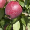 Appelboom (Malus Domestica 'Beauty Of Bath') -Tuin Puur Verkoop malus domestica beauty of bath