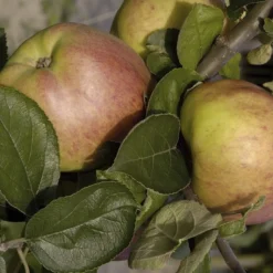 Appelboom (Malus Domestica 'Dubbele Bellefleur')