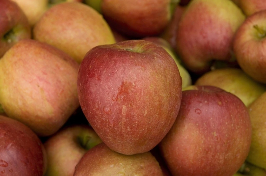 Appelboom (Malus Domestica 'Braeburn') 4 Appelboom (Malus Domestica 'Braeburn') - Afbeelding 2