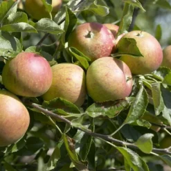 Mini-appel (Malus Domestica 'Mini-Cox') 7 Mini-appel (Malus Domestica 'Mini-Cox') -Tuin Puur Verkoop malus domestica cox s orange 2