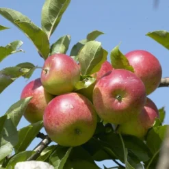 Appelboom (Malus Domestica 'Discovery')