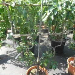 Appelboom (Malus Domestica ) -Tuin Puur Verkoop malus domestica eetappel dubbel u leivorm