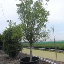 Appelboom (Malus Domestica ) -Tuin Puur Verkoop malus domestica eetappel halfstam 30 40 c750