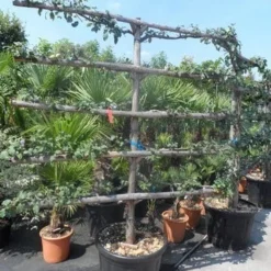 Appelboom (Malus Domestica ) -Tuin Puur Verkoop malus domestica eetappel oude leivorm