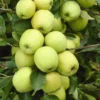 Lei-Appel (Malus Domestica 'Golden Delicious') 1 Lei-Appel (Malus Domestica 'Golden Delicious') -Tuin Puur Verkoop malus domestica golden delicious