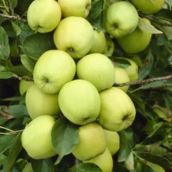 Lei-Appel (Malus Domestica 'Golden Delicious')