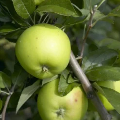 Appelboom (Malus Domestica 'Lombarts Calville')