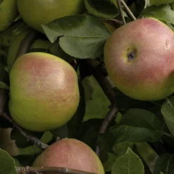 Appelboom (Malus Domestica 'Rajka')