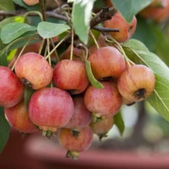 Sierappel Als Leiboom (Malus 'Evereste') 10 Sierappel Als Leiboom (Malus 'Evereste') -Tuin Puur Verkoop malus evereste03 2