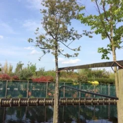 Sierappel (Malus 'Evereste') 10 Sierappel (Malus 'Evereste') -Tuin Puur Verkoop malus evereste 2025cm