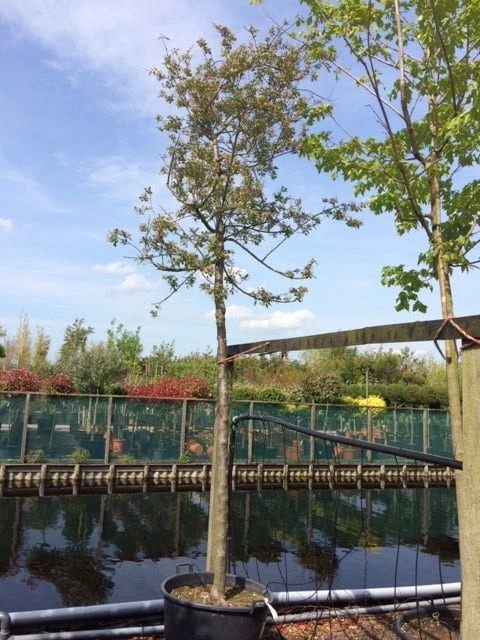 Sierappel (Malus 'Evereste') 6 Sierappel (Malus 'Evereste') - Afbeelding 4