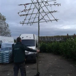Sierappel Als Leiboom (Malus 'Evereste') 11 Sierappel Als Leiboom (Malus 'Evereste') -Tuin Puur Verkoop malus evereste lei