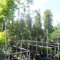 Sierappel (Malus 'Golden Hornet') -Tuin Puur Verkoop malus golden hornet 10 12ho cont